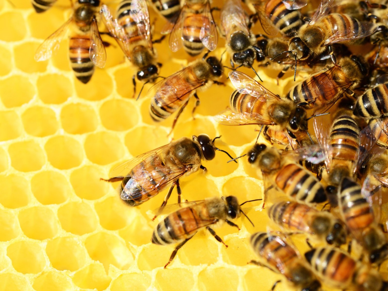 bees 326337