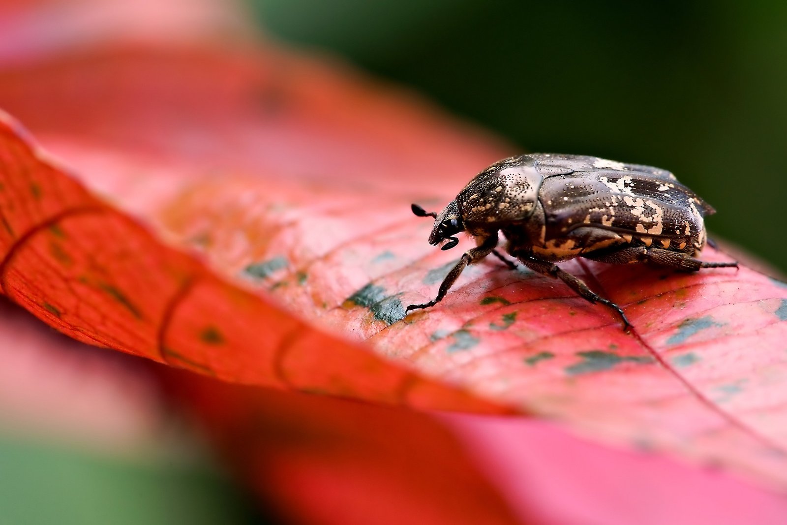 beetle 7992520 1920 1730047499