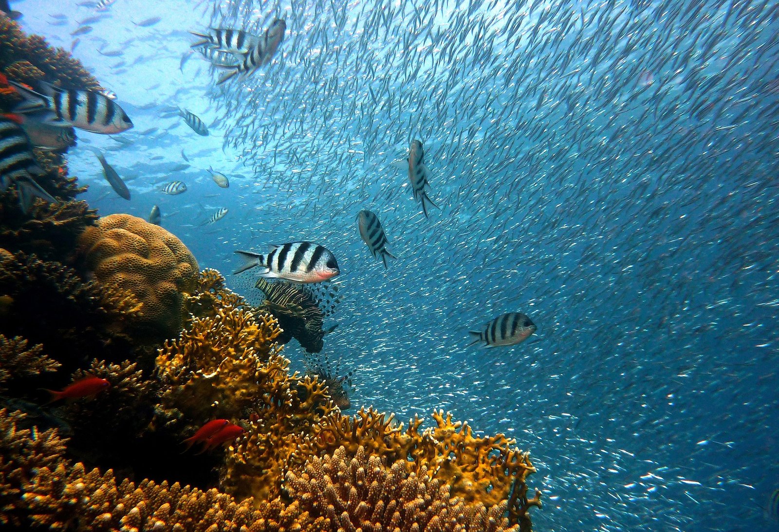 fish 378286 1920 1730050455