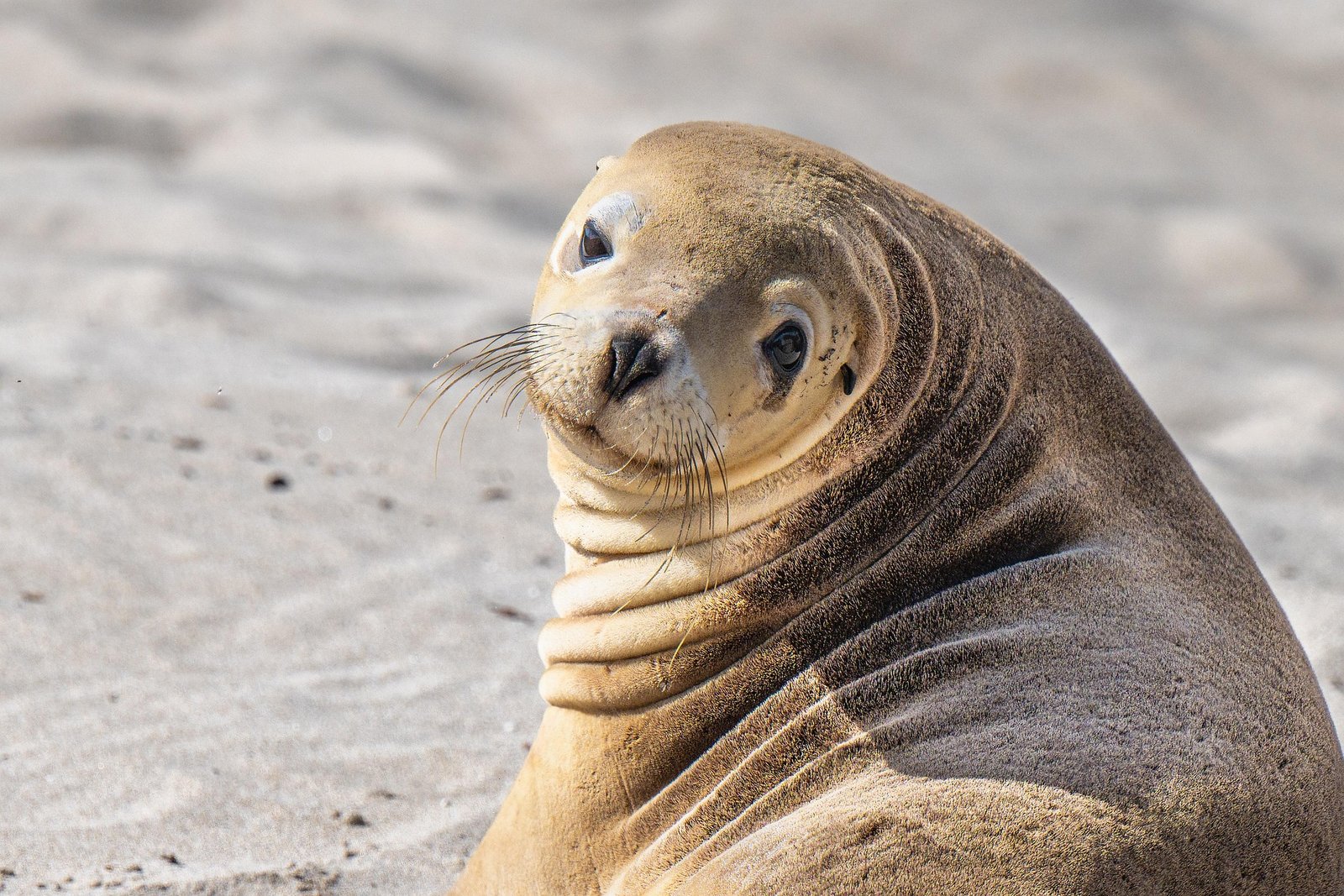 sea lion 8232312 1920 1742904682