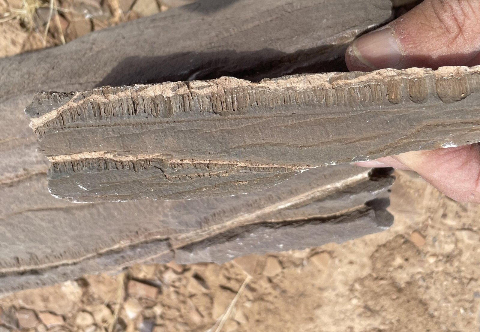 unknown microorganisms 2 1743069603