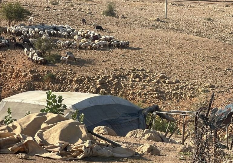 1 - فلسطين-- أريحا- تجمع شلال العوجا- مستوطن يرعى أغنامه بين المساكن الفلسطينية - أيار 2025 (الجزيرة نت)