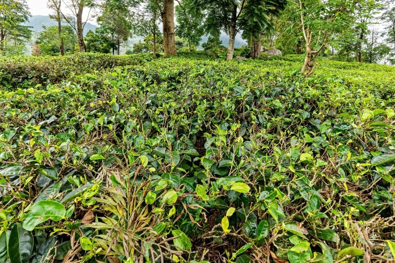 Tea plantations at Nuwara Eliya in Sri Lanka