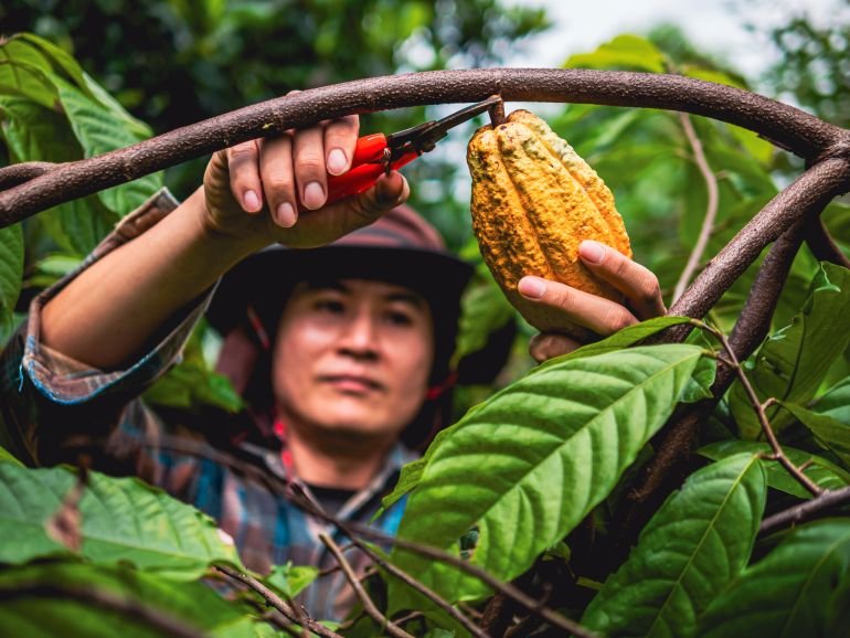 Cocoa farmer use pruning shears to cut the cocoa pods or fruit ripe yellow cacao from the cacao tree. Harvest the agricultural cocoa business produces.