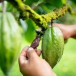 بحضور زيدان والعدل.. إيهاب توفيق يحيي حفلا كامل العدد بالعلمين (صور)