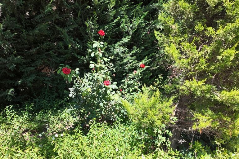 إعادة زراعة الأحواض في بلدة بني حيّان بعد الحرب الإسرائيلية الأخيرة على جنوب لبنان (نيوز عربي )