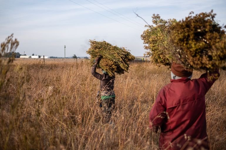 Harvesters carry isiNaku, a wild edible plant used to prepare a traditional porridge, in Brakpan near Johannesburg on May 19, 2025. (Photo by EMMANUEL CROSET / AFP)