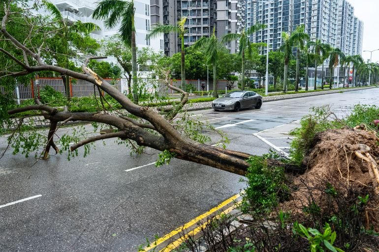 A fallen tree sits across the road in Tseung Kwan O area, as super typhoon Ragasa approaches in Hong Kong, Wednesday, Sept. 24, 2025. (AP Photo/Chan Long Hei)