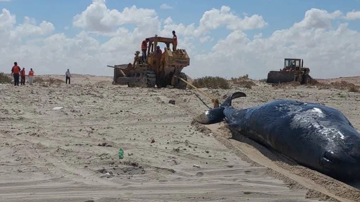 آخرها على شواطئ ليبيا.. ما سر جنوح الحيتان ونفوقها؟