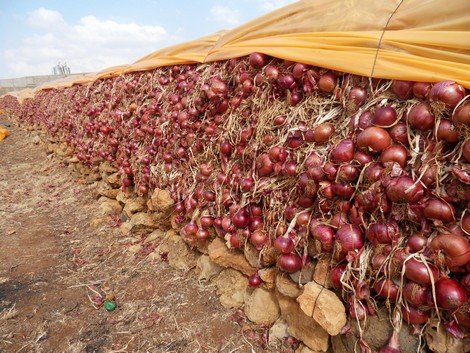 بعد رفع الحظر.. صادرات البصل المغربي تحقق رقما تاريخيا وتتجاوز 238 مليون دولار - العمق المغربي