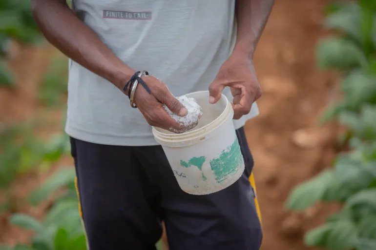 KONANUR, INDIA - JUNE 17: A farmer holds a mug of a combination of Di-Ammonium Phosphate, Muriate of Potash, Calcium Ammonium Nitrate fertilisers in a field of tobacco saplings on June 17, 2026 in Konanur, in the southern state of Karnataka, India. The conflict in West Asia is disrupting global fertiliser supply chains, causing shortages and price increases in critical inputs such as DAP, NPK fertilisers, and urea across India. As the sowing season approaches, farmers growing crops ranging from paddy and maize to coffee and tobacco are being forced to purchase smaller quantities of fertiliser, raising concerns about crop yields and cultivation costs. (Photo by Abhishek Chinnappa/Getty Images)