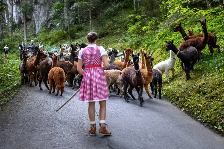 Alpacas (Lama pacos) of breeders Arnold and Toni Luginbuehl family and Uli Lippl follow a shepherdess as they are being moved to the valley at sunrise during the traditional "alpabzug" in German or "desalpe" in French, a Swiss festival to mark herds coming in from mountain pastures, in Griesalp aera above Kiental on September 22, 2026.