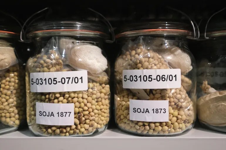 فول الصويا soybean GATERSLEBEN, GERMANY - MARCH 17: Jars of soy beans stand stored at -18 degrees Celsius with other agricultural seeds in the cold room storage facility at the Leibnitz Institute of Plant Genetics and Crop Plant Research (IPK) on March 17, 2021 in Gatersleben, Germany. The IPK conserves approximately 150,000 live samples of nearly 3,000 species of crop plants and wild relatives. Through genetic sequencing the IPK uses the samples as a resource for breeding biodiverse hybrids suited to modeled environmental scenarios of the future. Germany has seen consecutive years of drought that scientists expect to continue as a consequence of global warming, creating the need for crop plants better suited to thrive and provide high yields in dryer conditions. The IPK’s seed bank of crop plants is the largest in the European Union. (Photo by Sean Gallup/Getty Images)