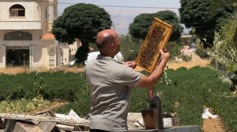 النحّالون يخشون من وصول طفيلي تروبيلايلابس إلى لبنان وما قد يسببه من خسائر
