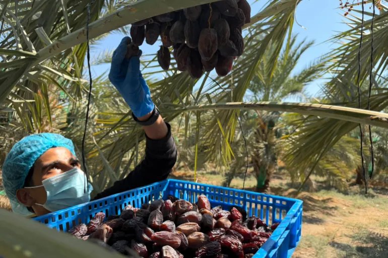 الأردن يضم قرابة مليون نخلة أكثر من 85_ منها من صنف المجهول (نيوز عربي)