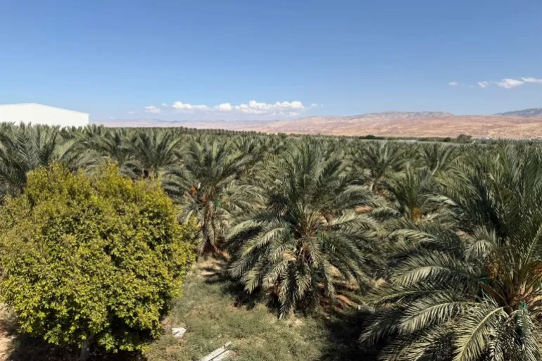 يتجاوز عدد مزارع التمور في الأردن 700 مزرعة بمساحة تزيد على 56 ألف دونم (نيوز عربي)