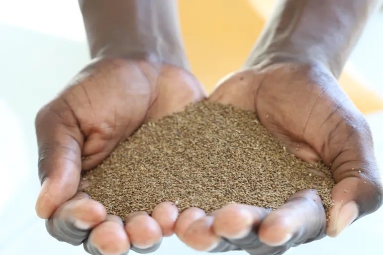 بذور نبات الساليكورنيا (د. فانيسا ميلينو )